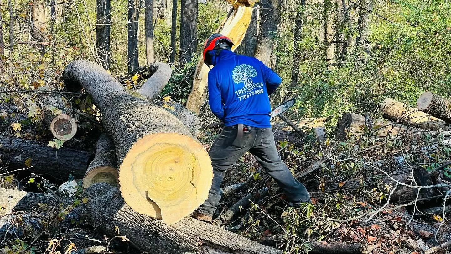 IG Tree Service project 3